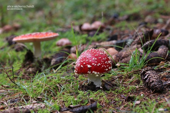 Fliegenpilz (Amanita muscaria)